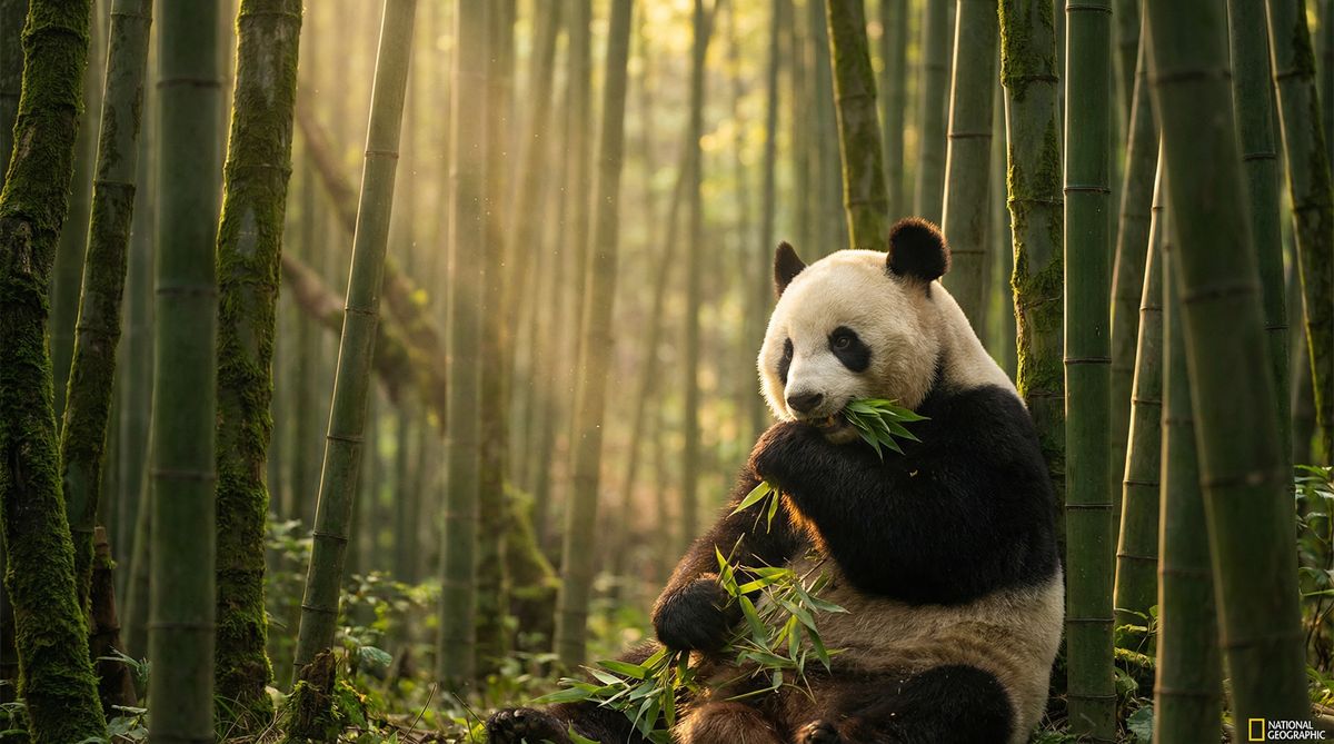 爆料吃瓜网动物写真视频社区